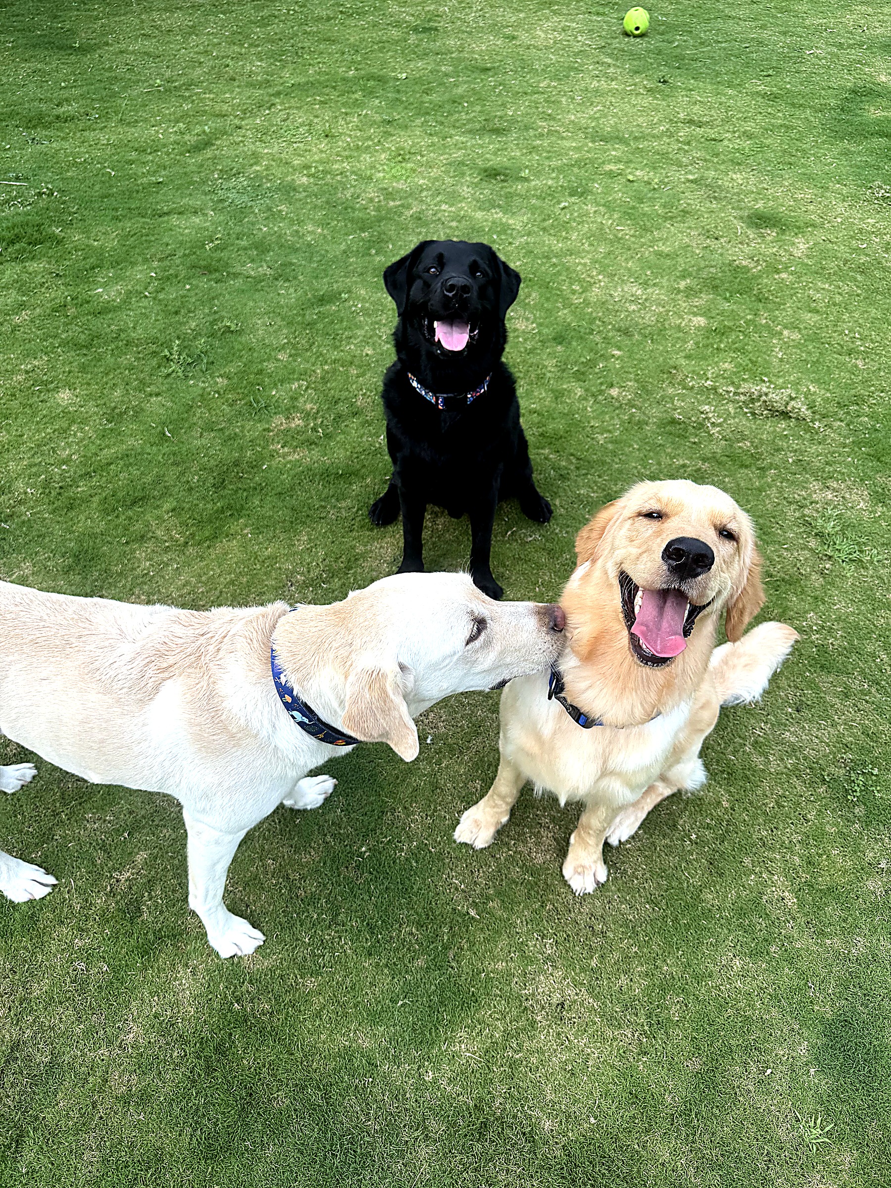 Happy dogs on the lawn