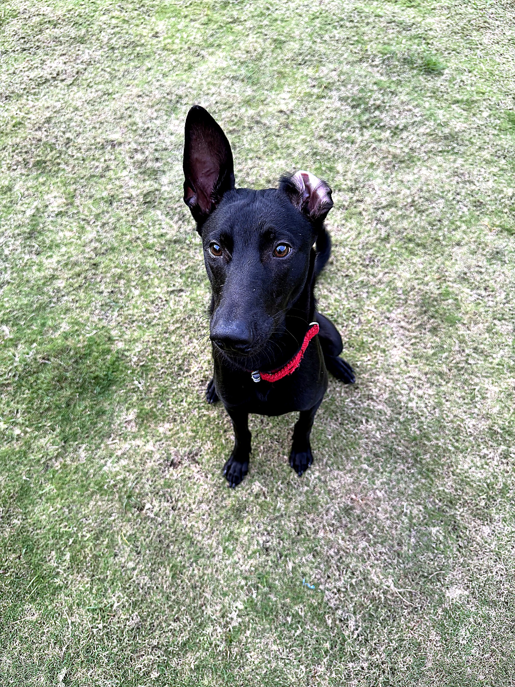 Adorable pup portrait